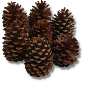Pinha Natural Natalina - 1 unidade